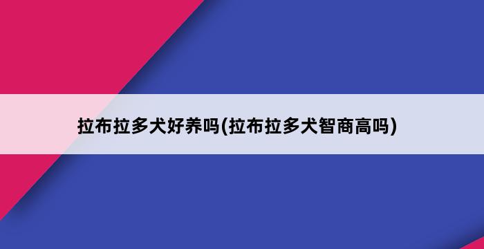 拉布拉多犬好养吗(拉布拉多犬智商高吗) 