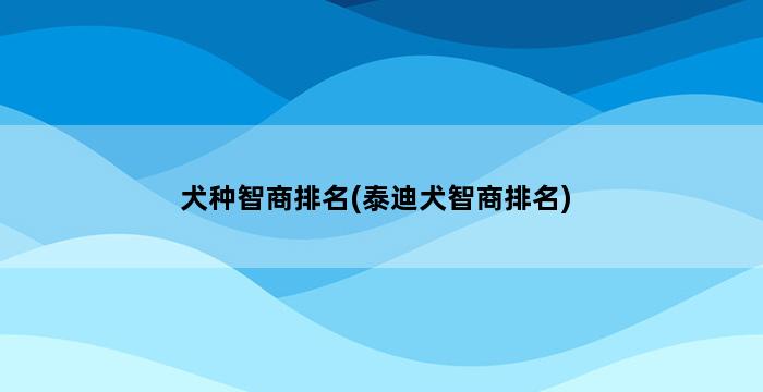 犬种智商排名(泰迪犬智商排名) 