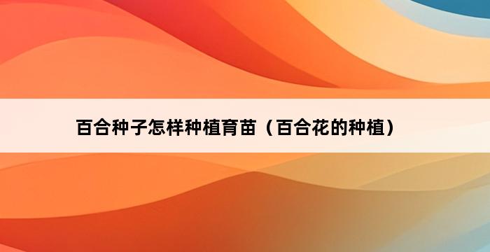 百合种子怎样种植育苗（百合花的种植） 