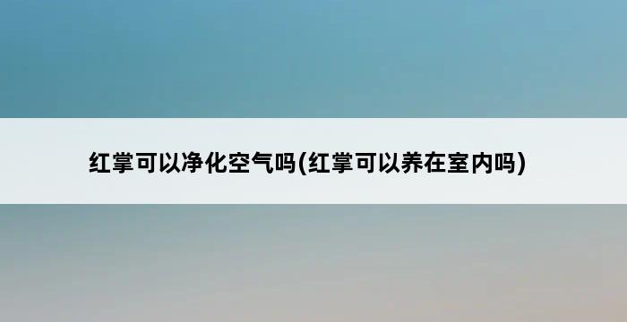 红掌可以净化空气吗(红掌可以养在室内吗) 