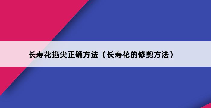 长寿花掐尖正确方法（长寿花的修剪方法） 