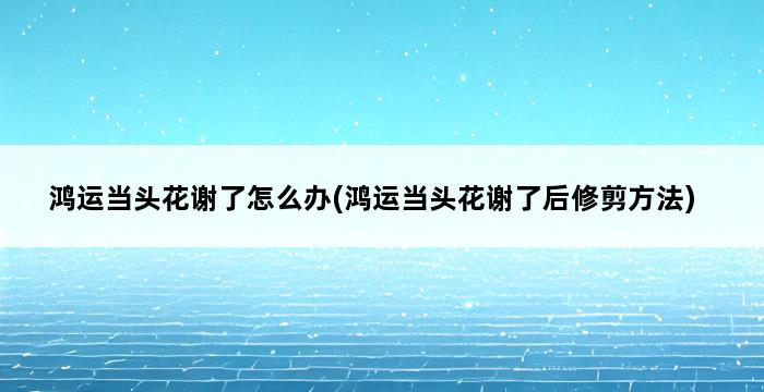 鸿运当头花谢了怎么办(鸿运当头花谢了后修剪方法) 